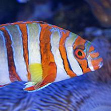 Harlequin tuskfish (Choerodon fasciata), Australia  2011