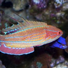 Carpenter’s flasher wrasse (Paracheilinus carpenteri), Indo-Pacific  2010