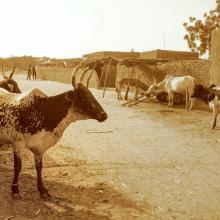 Street and Cattle, Téra, Niger