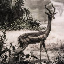 Nanger dama / Dama Gazelle (Critically Endangered)  2015