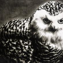 Bubo scandiacus / Snowy Owl (Least Concern)  2016