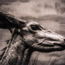 Tragelaphus imberbis / Lesser Kudu (Near Threatened)  2015