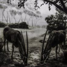 Oryx beisa / Beisa Oryx (Near Threatened)  2015