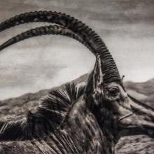 Hippotragus niger / Sable Antelope (Least Concern)  2016