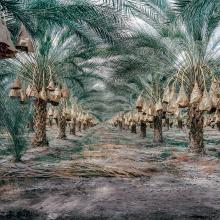 Date Farm, Thermal, California  2015