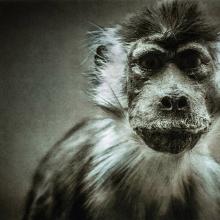 Beatragus hunteri / Hirola (Critically Endangered)  2015