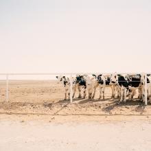 Cow farm, Lemoore, California  2015