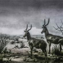 Diceros bicornis / Black Rhinoceros (Critically Endangered)  2016