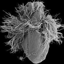 Staurojoenina mulleri  2015