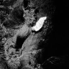 Giant Forest, Sequoia National Park, California  2013/15