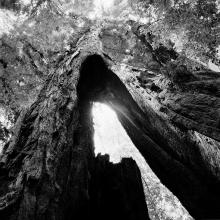 Giant Forest, Sequoia National Park, California  2014/15