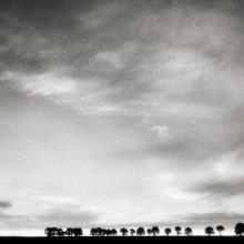 Trees at Sunset, Western Australia  2016