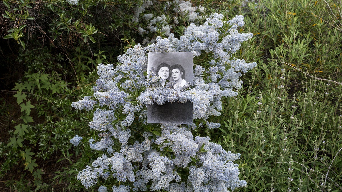 Road to Alaxuluxen / Chumash Painted Cave State Historic Park (wild lilac) [detail]  2023